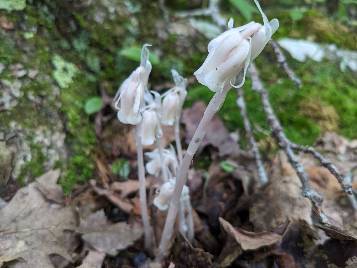 Ghost Pipe Tincture (Read Warning!)