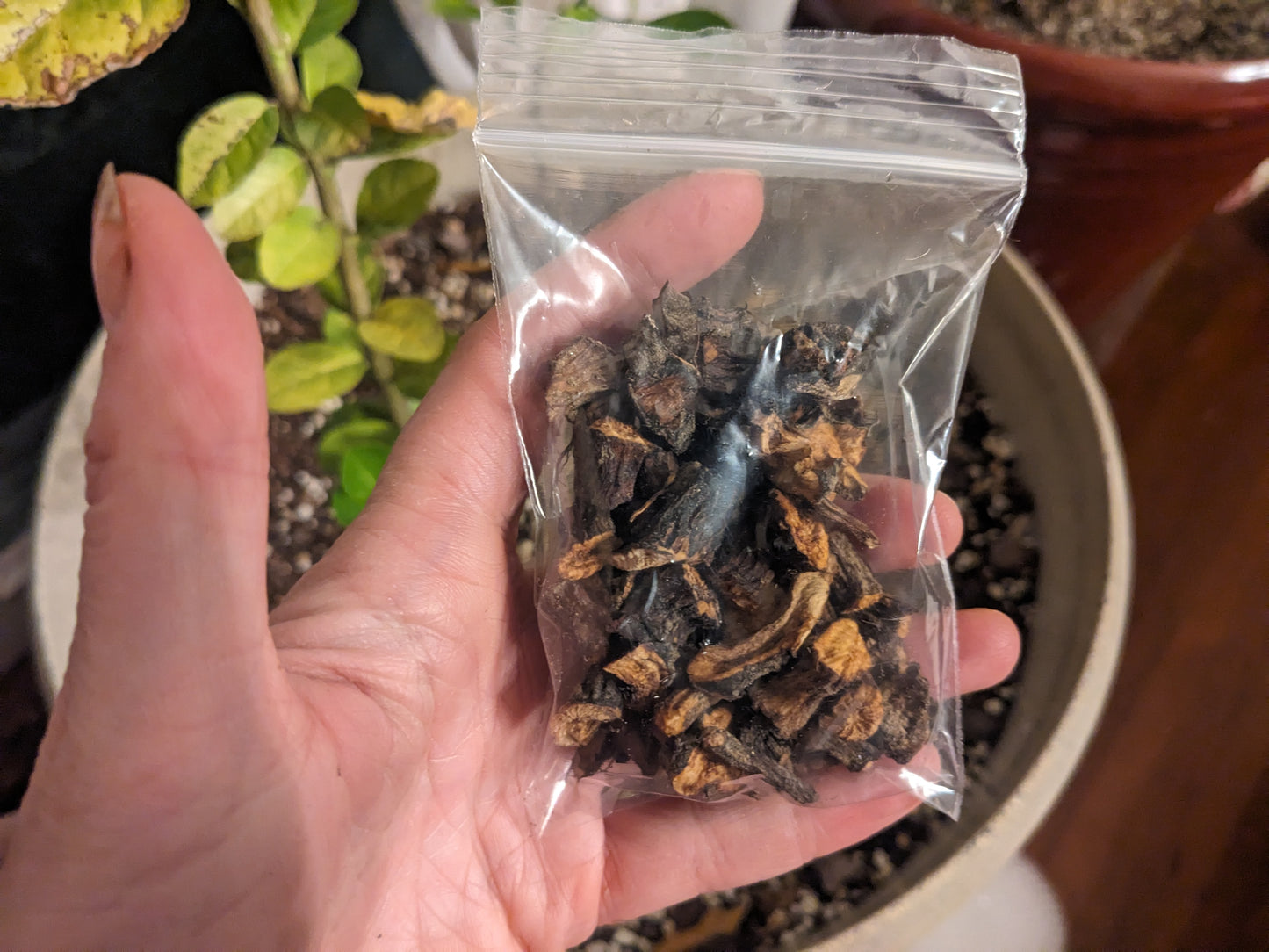 Dried Comfrey Root