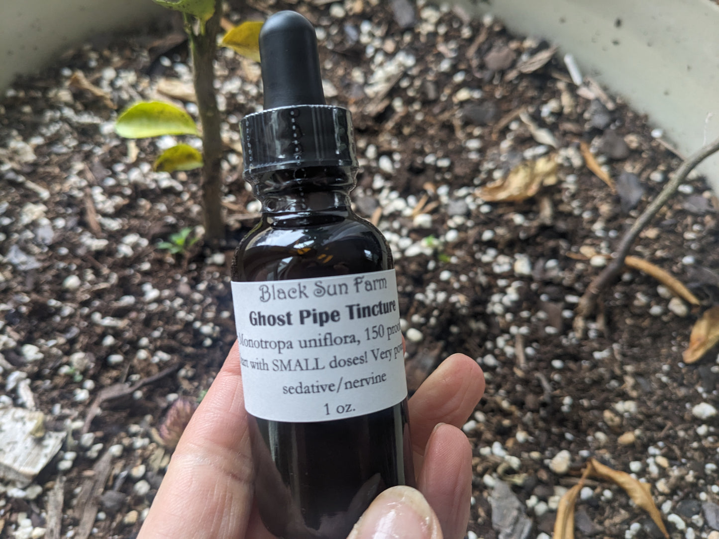 Ghost Pipe Tincture (Read Warning!)