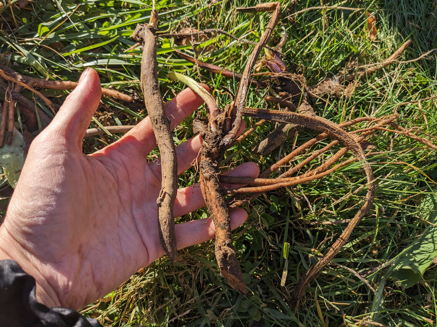 Fresh Comfrey Root for planting