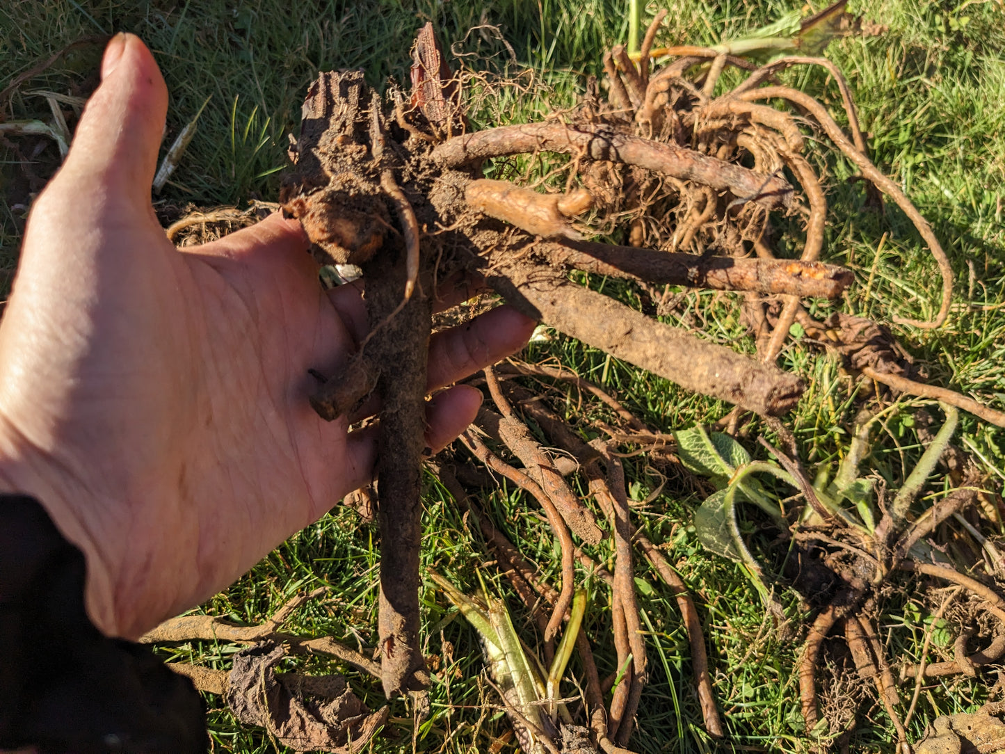 Fresh Comfrey Root for planting