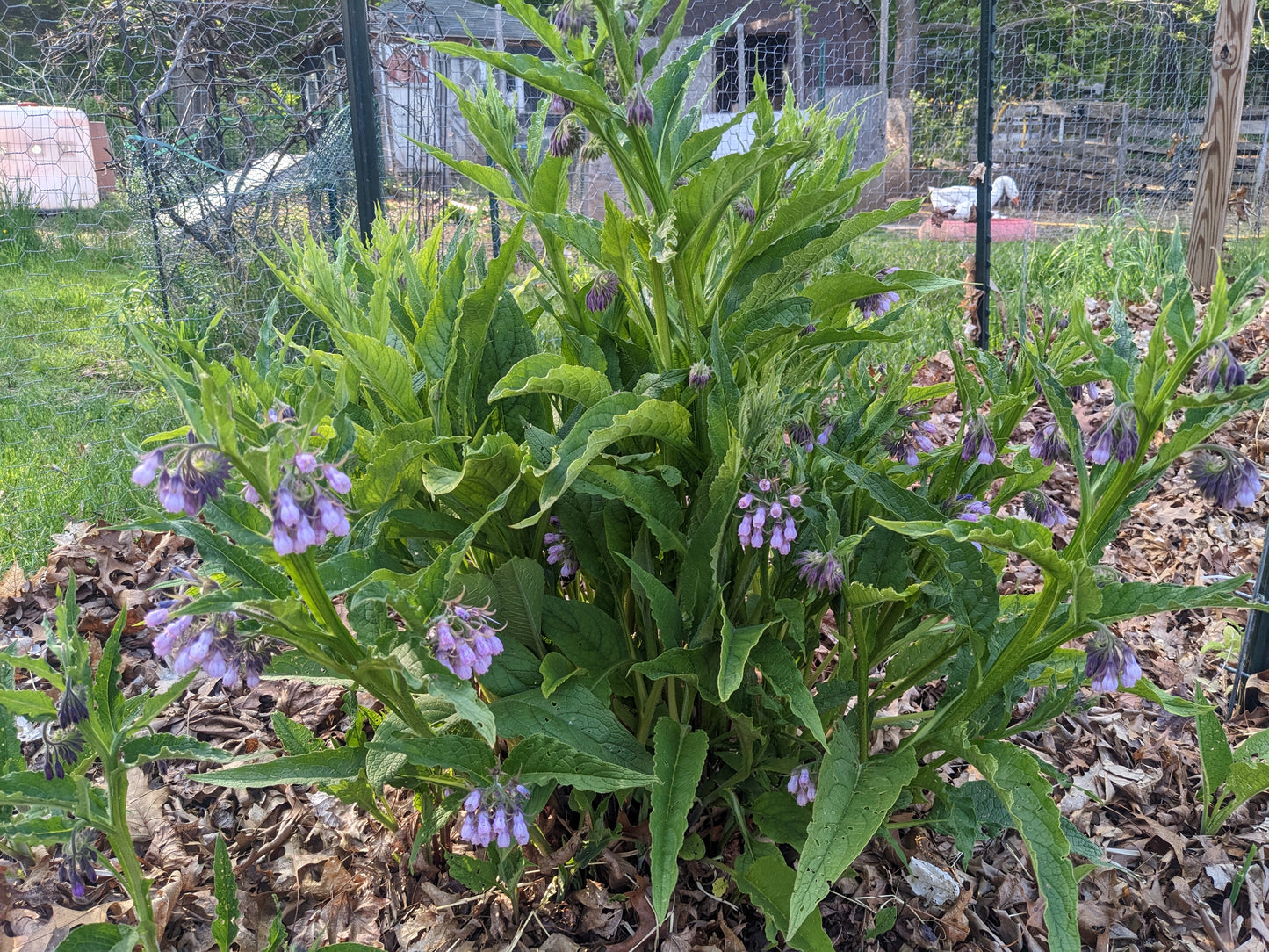 Dried organic Comfrey leaves