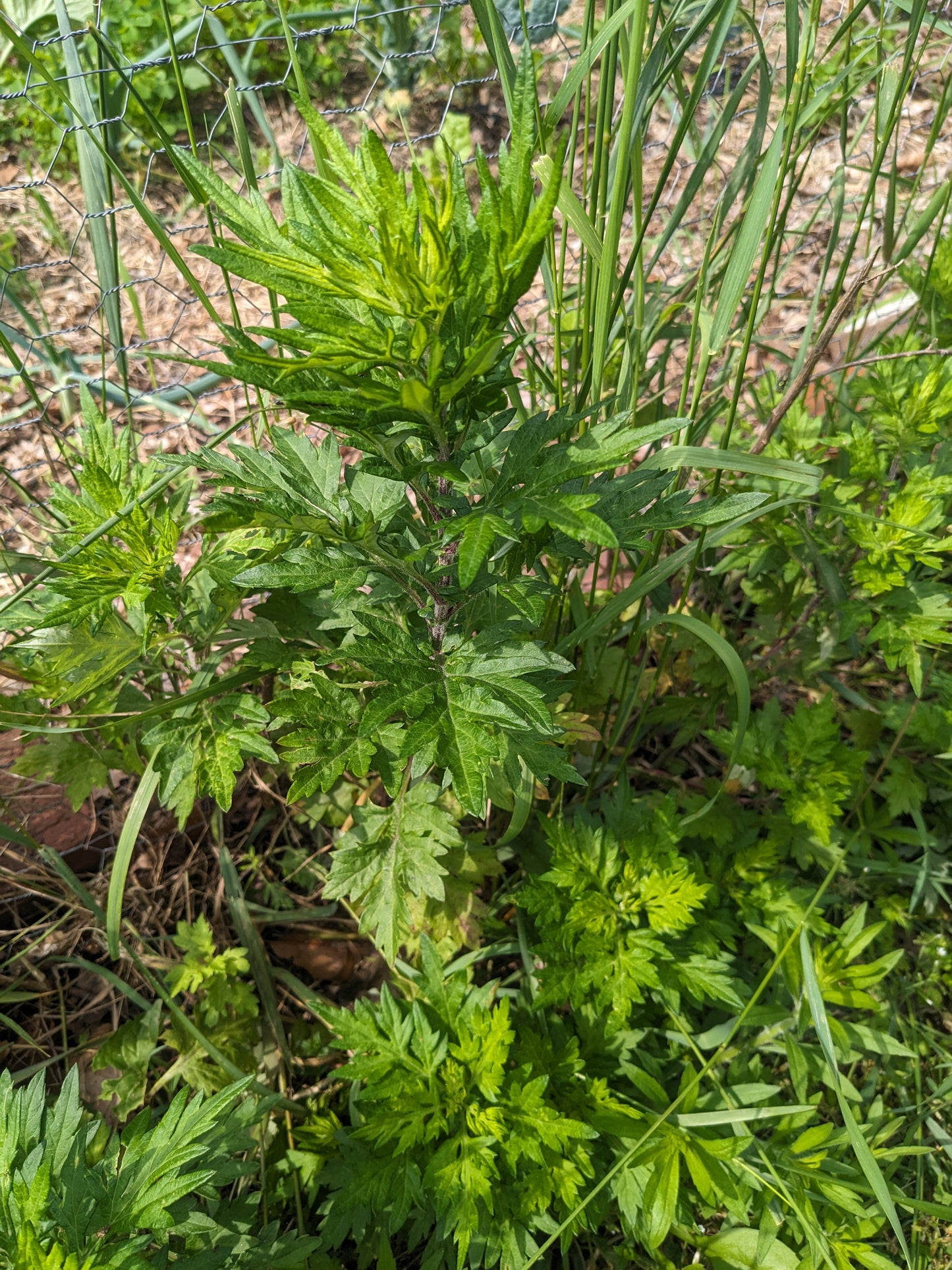 Dried Mugwort