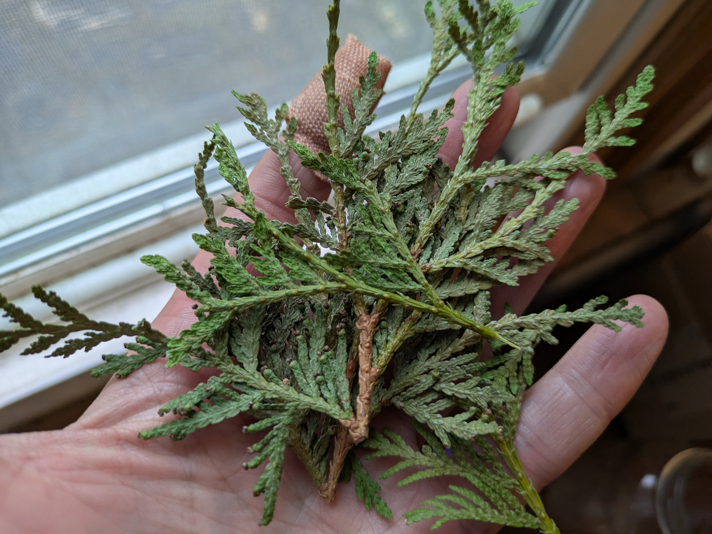 Dried Cedar