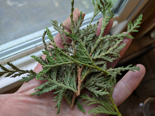 Dried Cedar